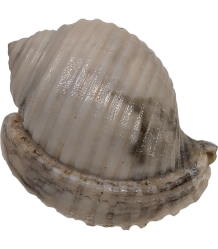 recM1hl8pvn9N87jP