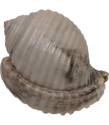 recM1hl8pvn9N87jP