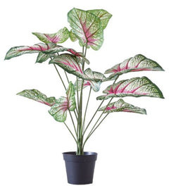 Artificial Plant - Caladium Bicolor Pot - 47x60x47cm | Ink You