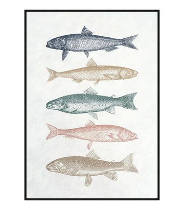 Framed Canvas Artwork - Assorted Vintage Fish - 50x70cm | Ink You