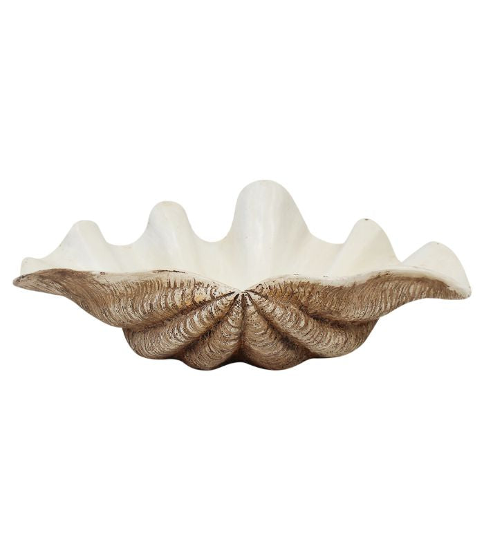 Dark Clam Shell 29cm